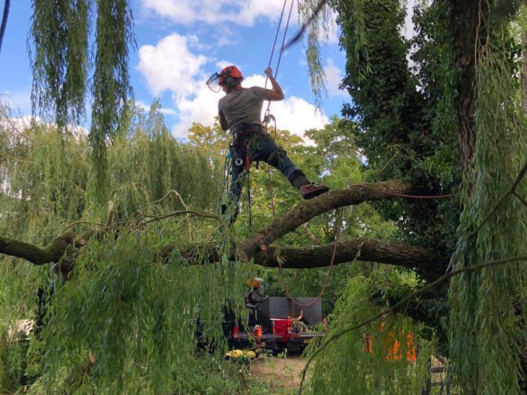Tree Surgery